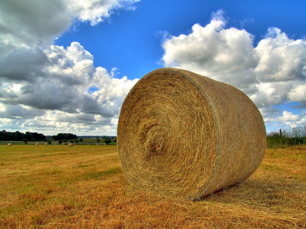 Laminitis: is hay the culprit?