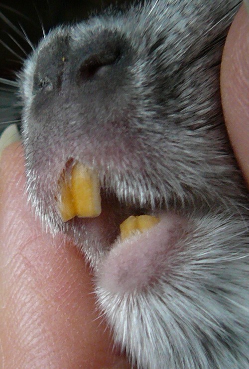 Dentition in chinchillas