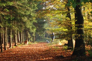 Dog in woods