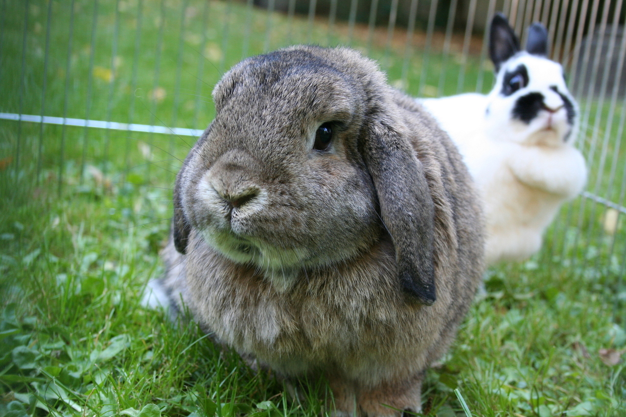 Rabbiting on at London Vet Show