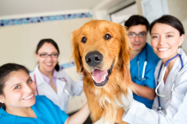 The changing structure of veterinary practice