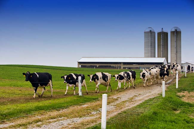 Mega dairies: intensive farming? Or just efficient?