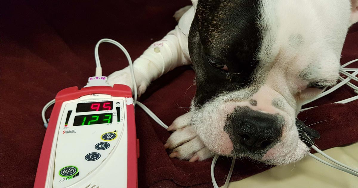 Pulse oximetry is great, but know its limitations