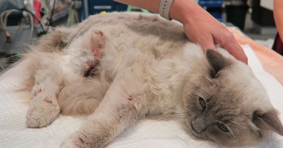 Cat bite abscesses