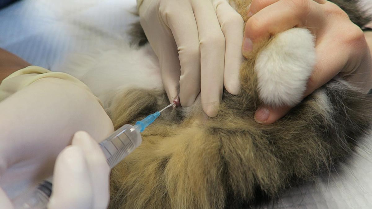 Temporary catheters in obstructed FLUTDs: buying time with a blocked cat