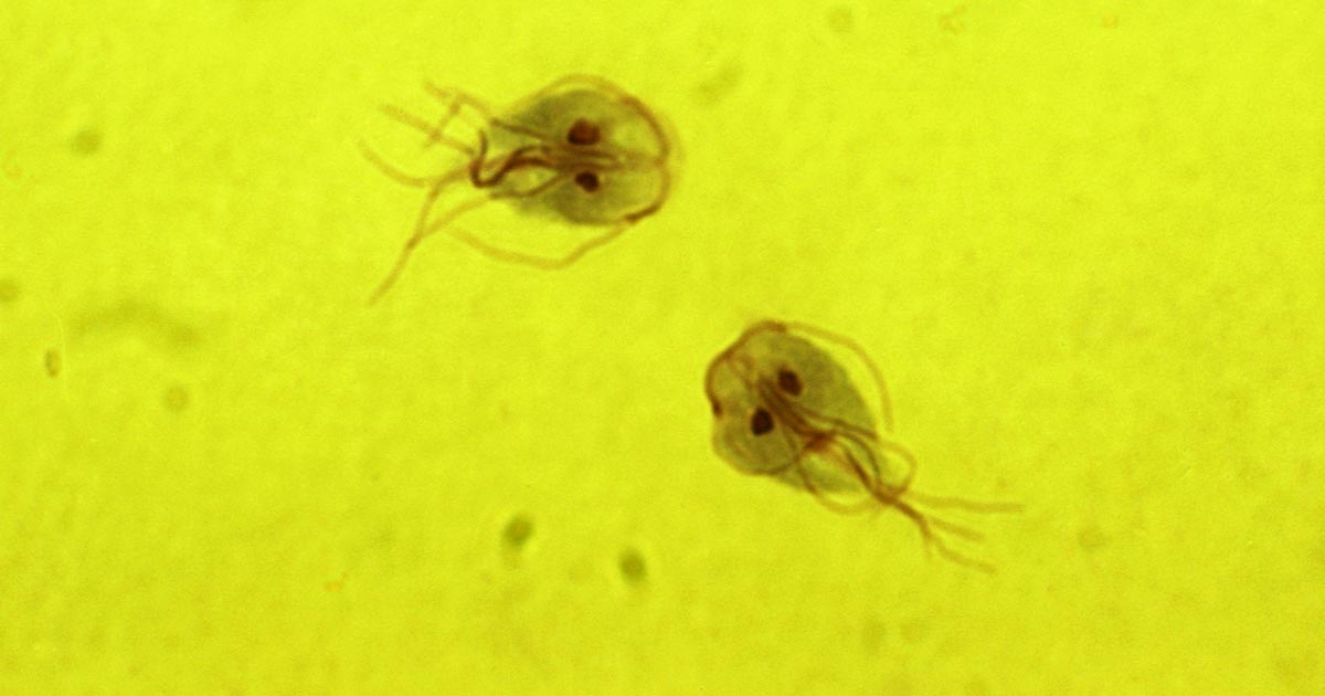 Giardia SNAP test