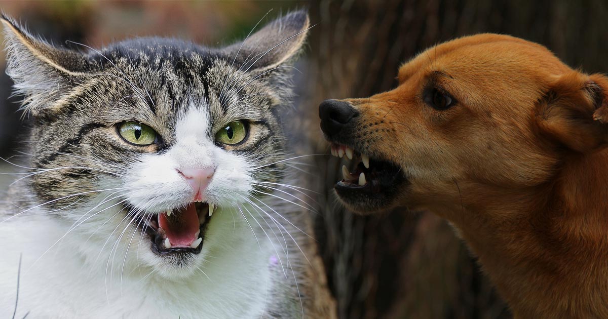 Cats versus dogs – the ultimate speciesism?