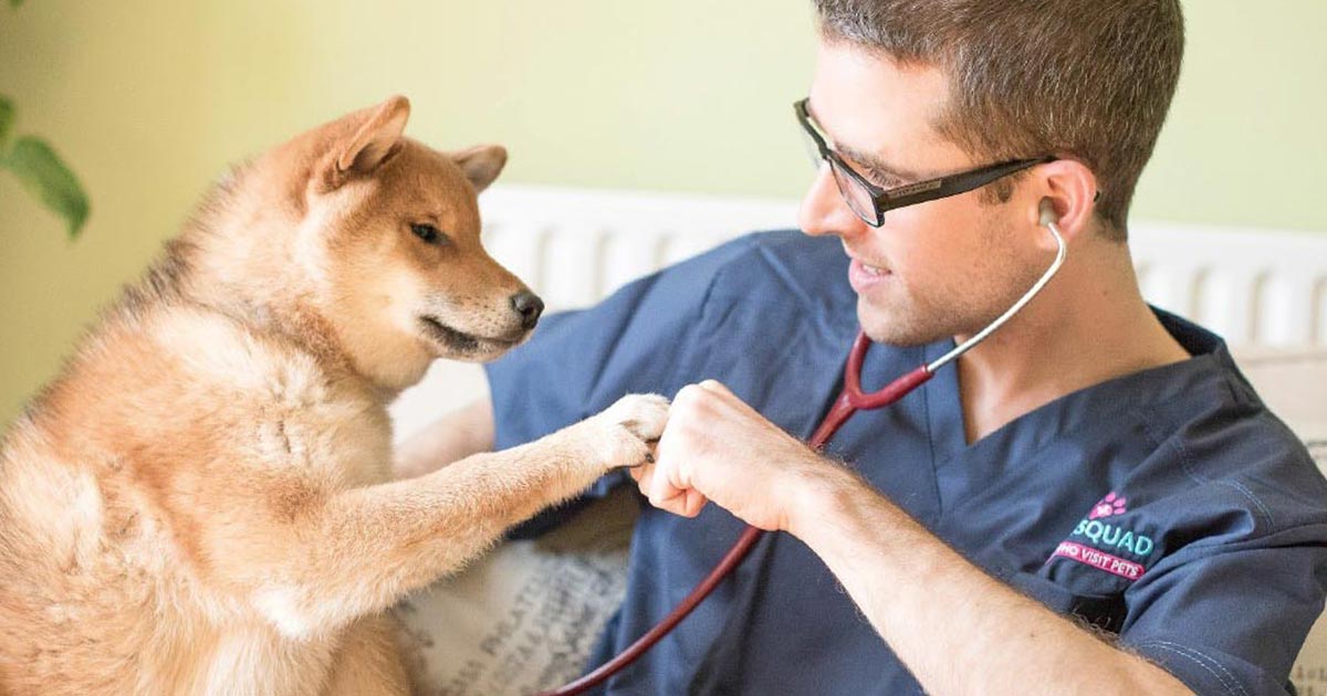 Home visits: improving lives for vets, owners and pets