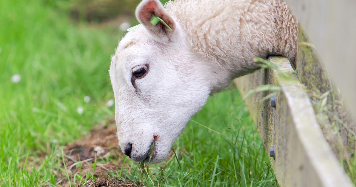 sheepgrass