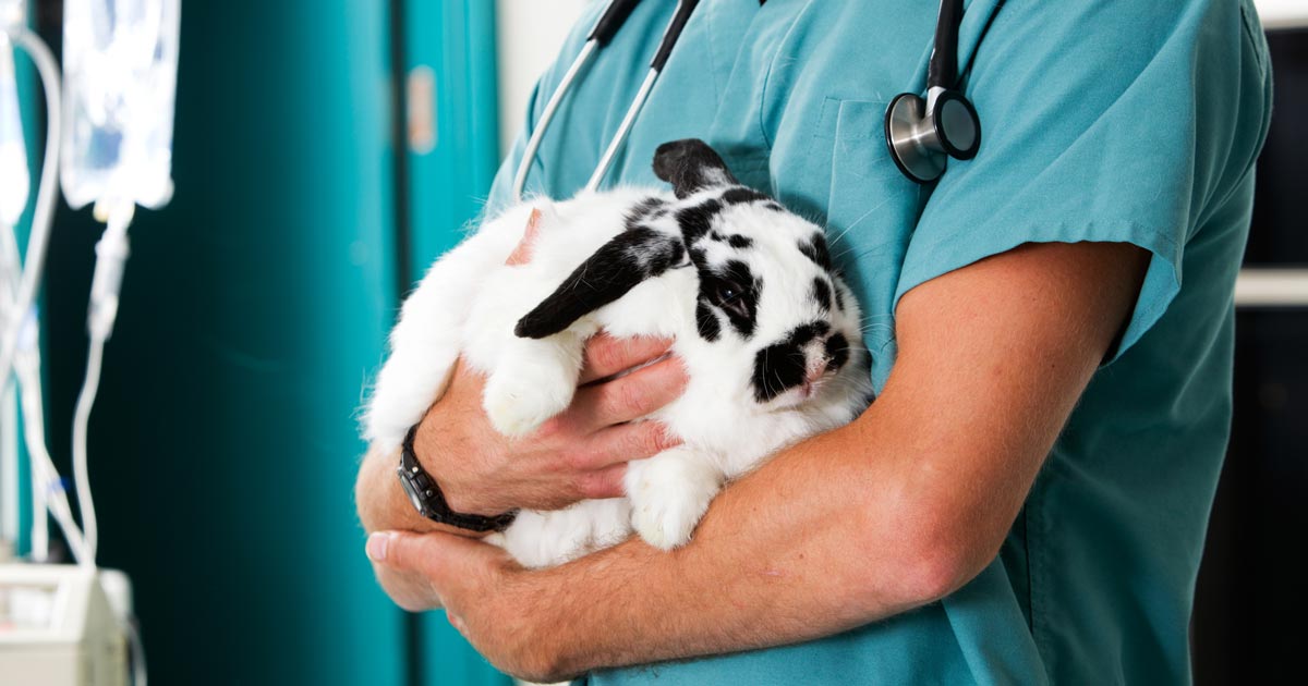 Are rabbits really ‘exotic’?