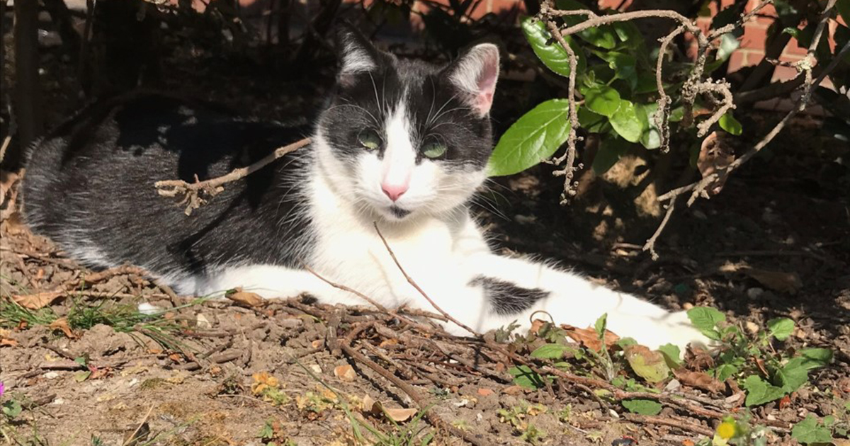 Feline fine in lockdown