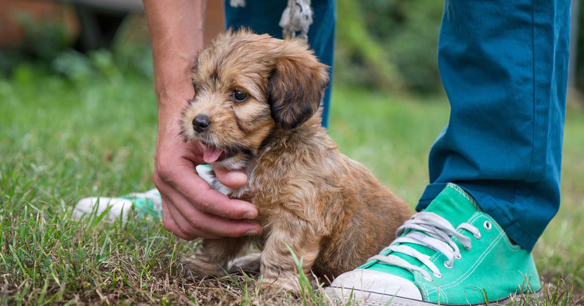 A dog is for life, not just for Christmas… or lockdown