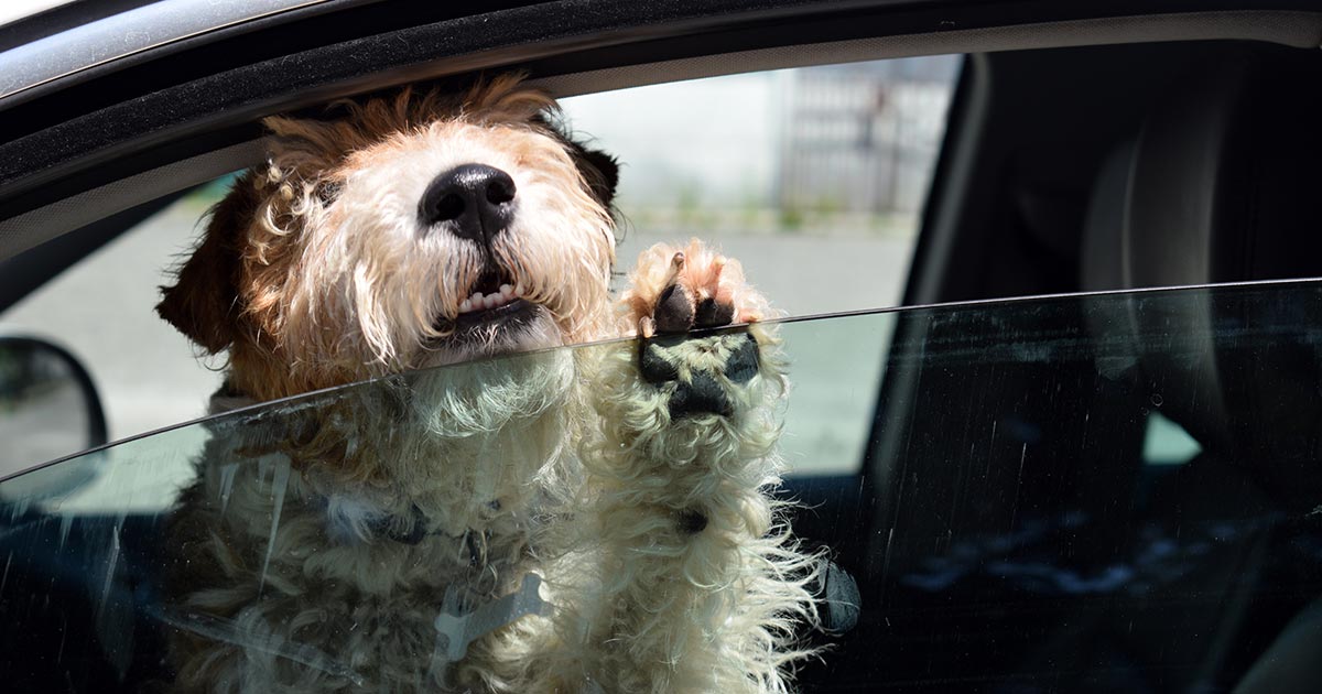 Hot dogs belong on a barbecue, not in the car