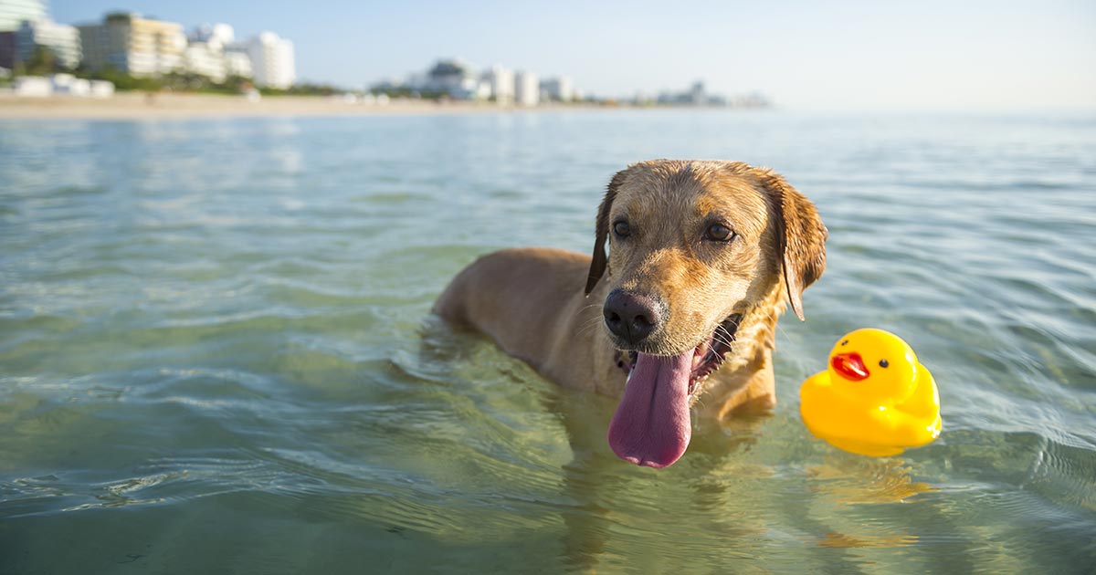 Summer hazards for beach dogs